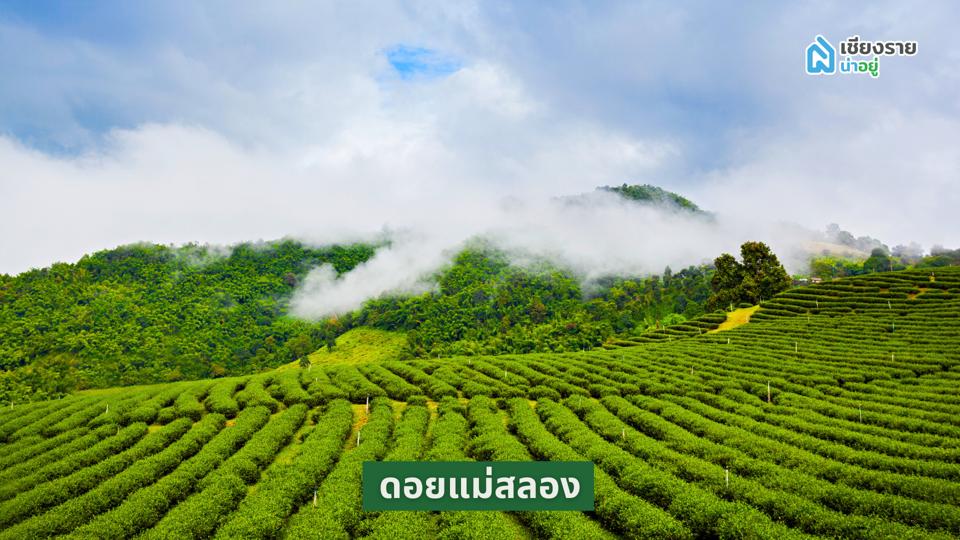 ดอยแม่สลอง