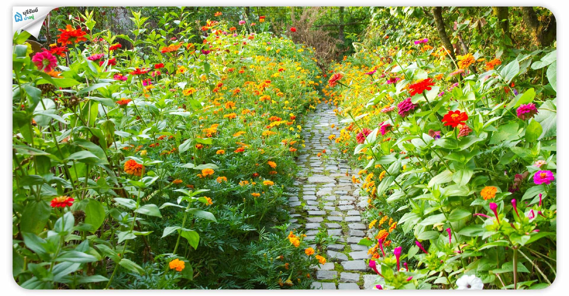 7. เลือกต้นไม้ตามหลัก Right Plant, Right Place