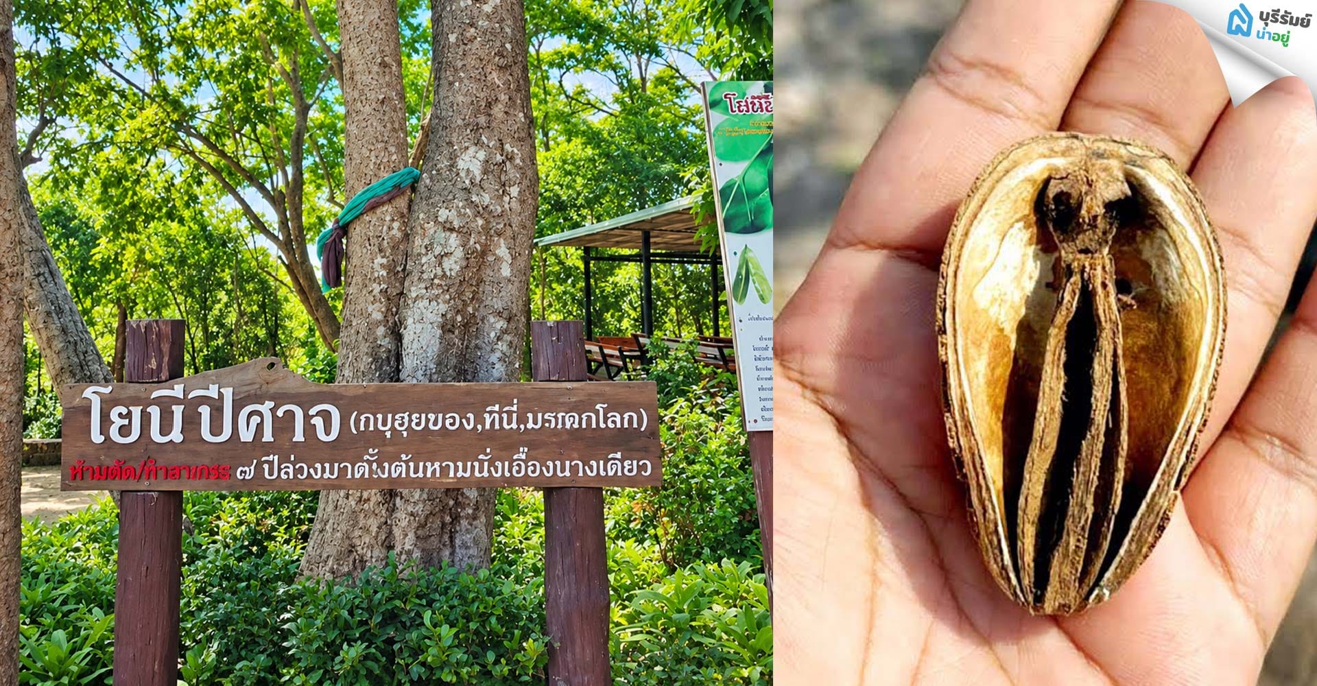 “ต้นโยนีปีศาจ” ต้นไม้ที่มีเรื่องเล่าเฉพาะถิ่น