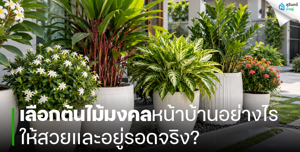 เลือกต้นไม้มงคลหน้าบ้านอย่างไร ให้สวยและอยู่รอดจริง?